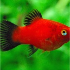 Platy